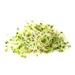 Alfalfa Sprouts 50 g (Pack)