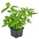 Potted Herbs Basil Each