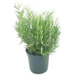 Potted Herbs Rosemary Each