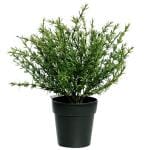 Potted Herbs Thyme Each