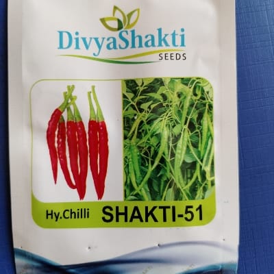 SHAKTI 51 CHILLI