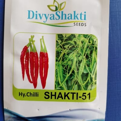 CHILLI SHAKTI 51 10GM