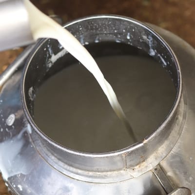Milk