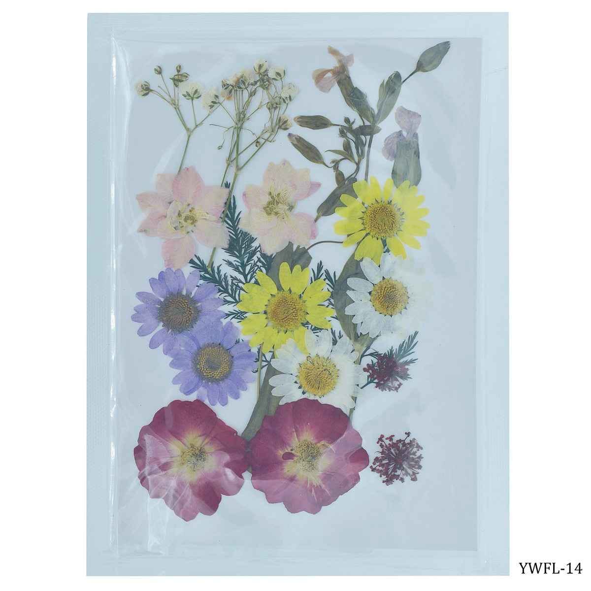Dried Flower Design Pack of 18 Pcs of Dried Flowers YWFL-14