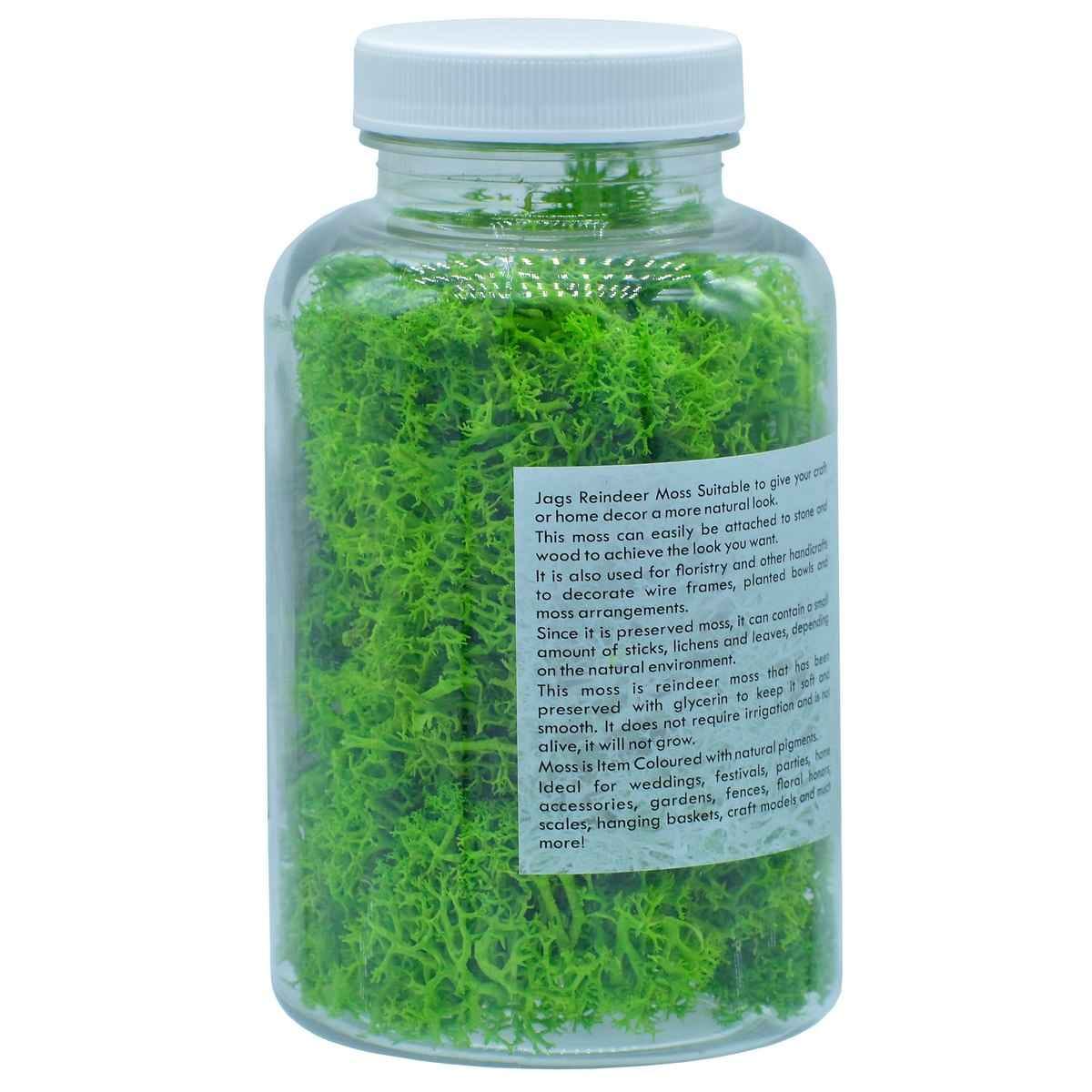 Reindeer Moss 20 gms Green JIM201