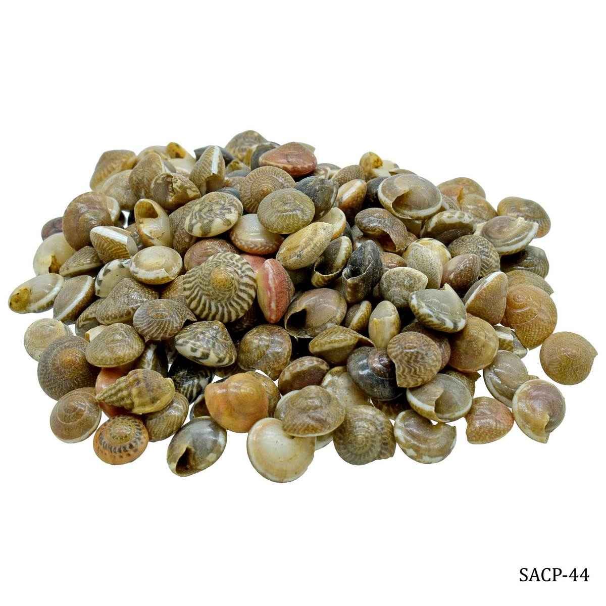 Decorative Shells Pabukannu Colour 100 grams SACP-44