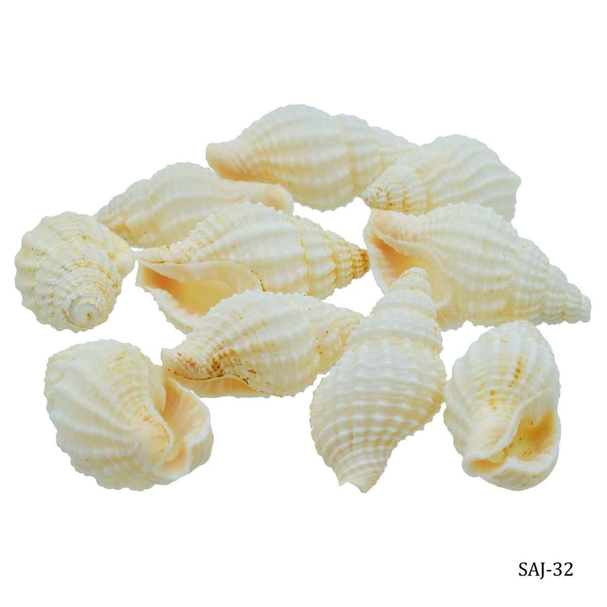 Decorative Shells Jasmine 10 pcs SAJ-32