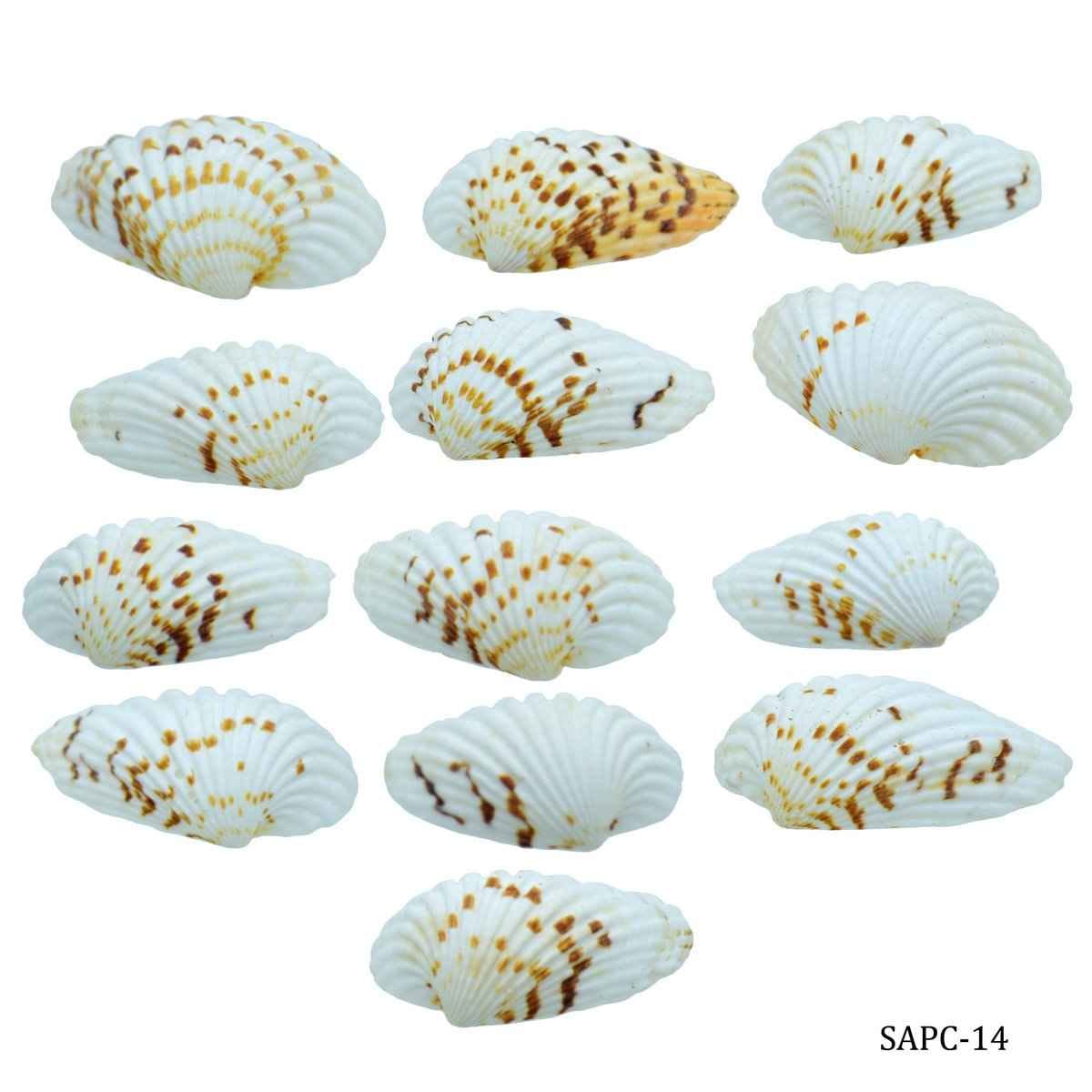 Decorative Shells Pulli Chippi 100 Grams for Crafts SAPC-14