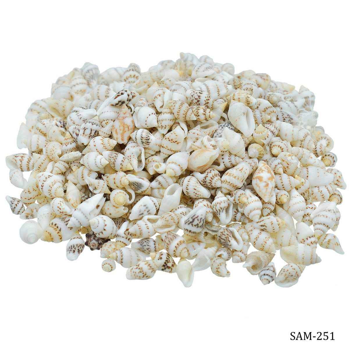 Decorative Shells Sangv Mani 100 grams SAM-251