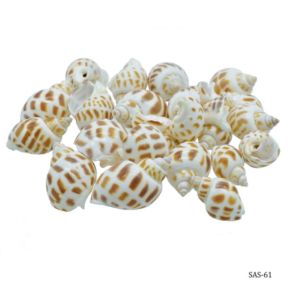 Shells Small Foreign Puta Muttai 50 Gram SAS-61