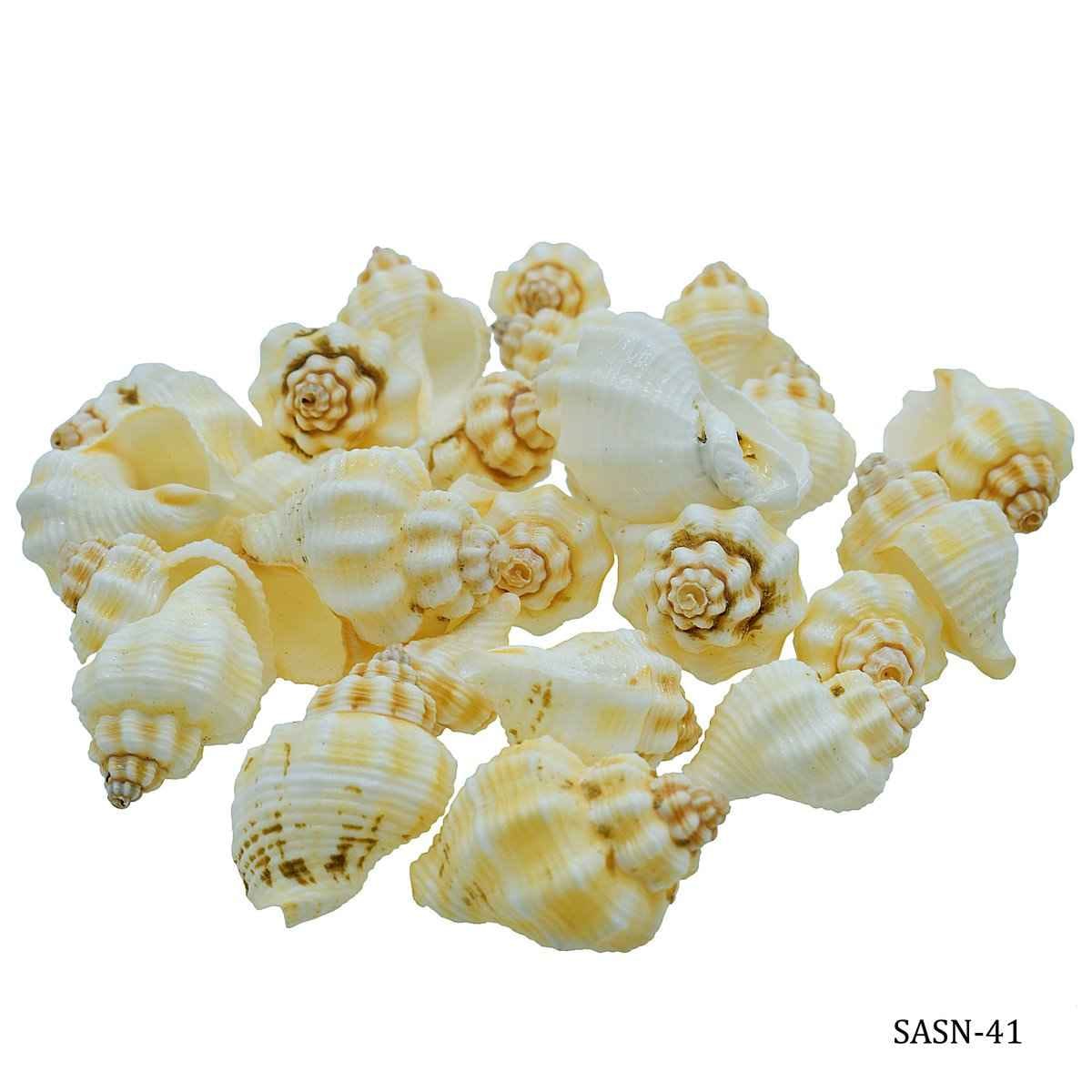 Decorative Shells Small Nellikai 50 grams SASN-41
