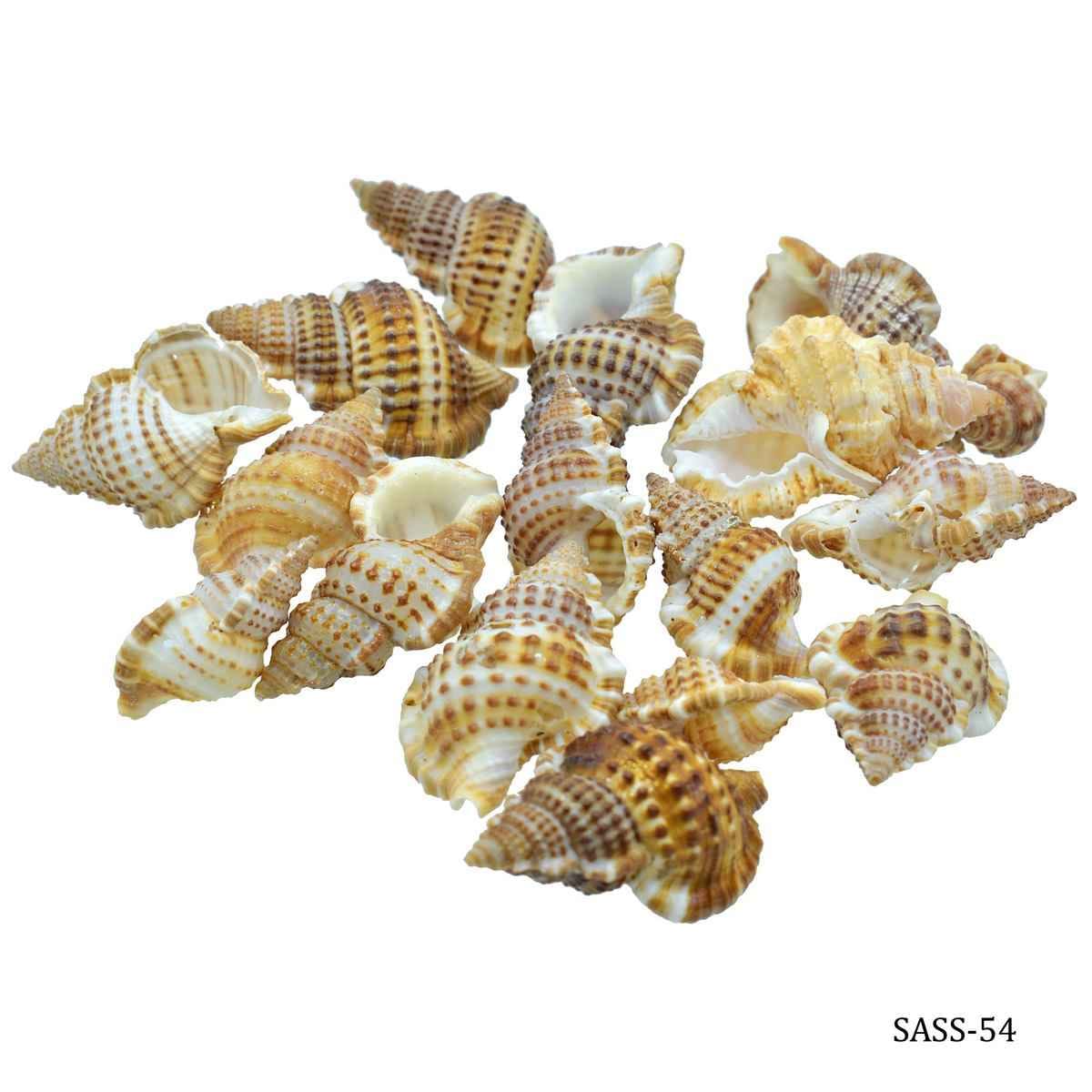 Decorative Shells Small Semam 50 grams SASS-54