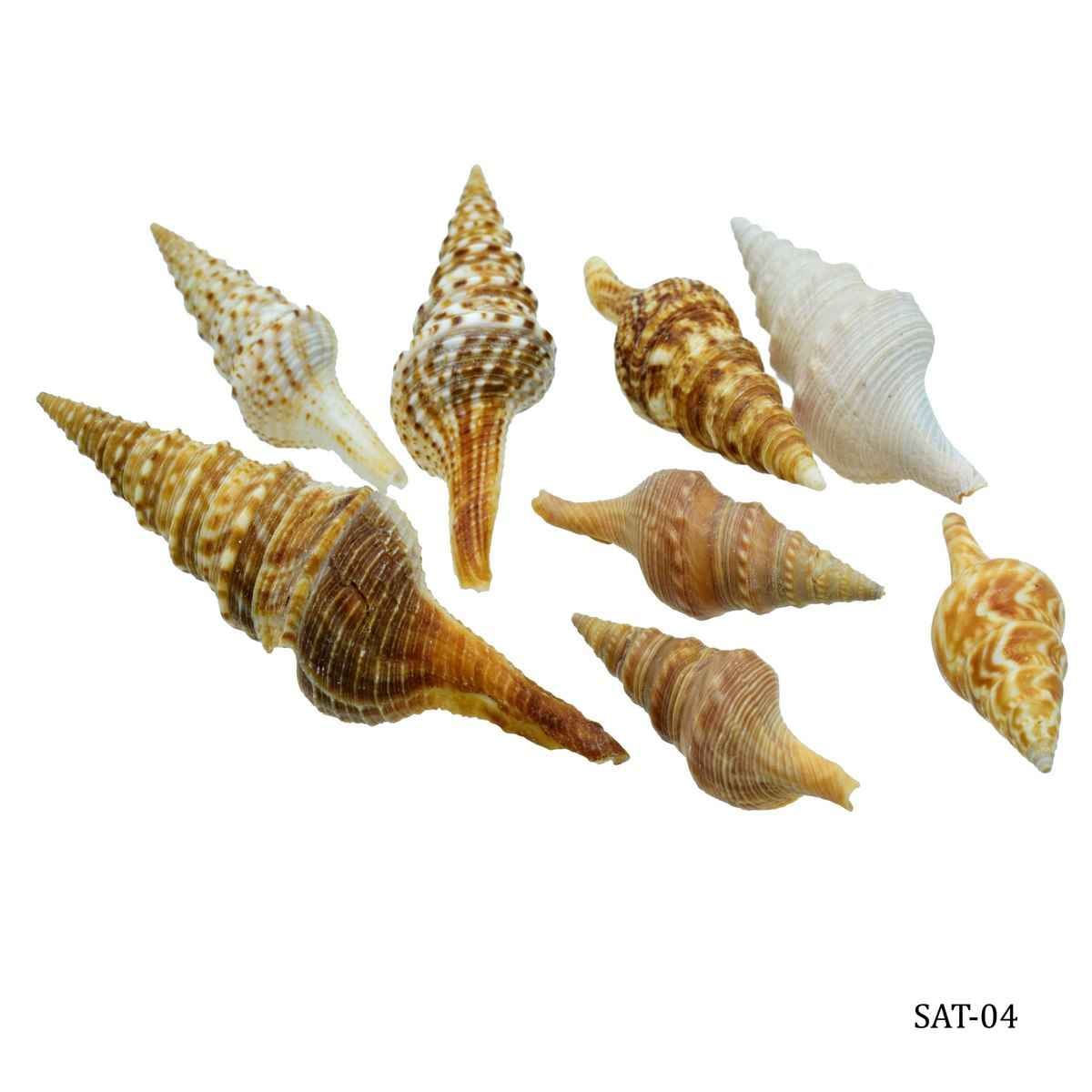 Decorative Shells Thirukani 50 grams SAT-04