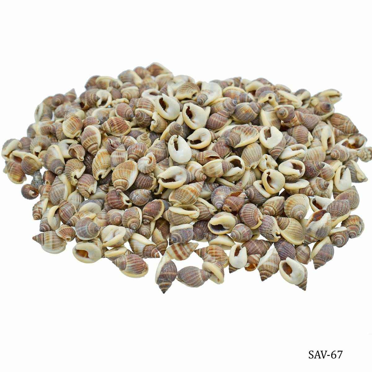 Decorative Shells Vietnam Brown Kaka Mooki 100 grams SAV-67
