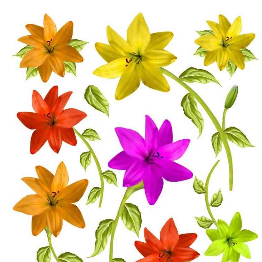 A4 Sospeso Transparent Sheet Resin Flower Printed Sheet JSDS03A