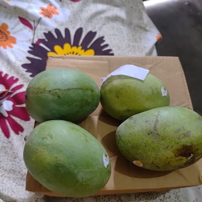 Mango