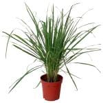 Trikaya Potted Herbs Lemon Grass