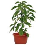 Trikaya Potted Herbs Tulsi Pot