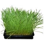 Trikaya Potted Herbs Wheatgrass